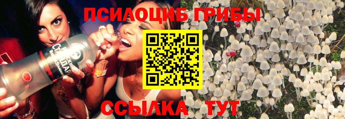 Галлюциногенные грибы Psilocybe  Вход с VPN  Лосино-Петровский  сколько стоит  Галлюциногенные грибы прущие грибы 