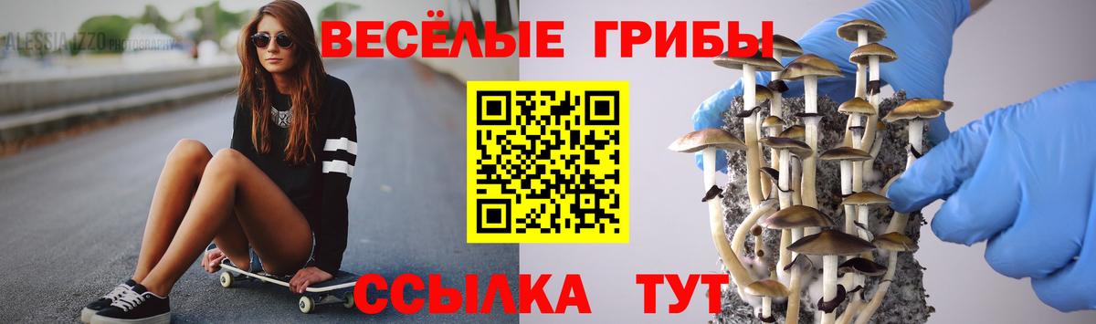 Псилоцибиновые грибы Psilocybine cubensis  Лосино-Петровский 